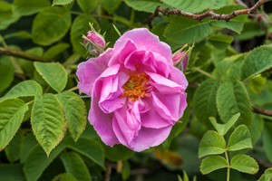 Bulgarian pink rose in a garden