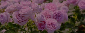 top_img011